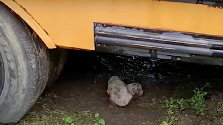 Mamma e cuccioli salvati dai volontari