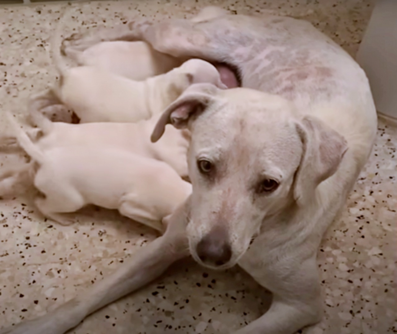 Mamma e cuccioli salvati dai volontari