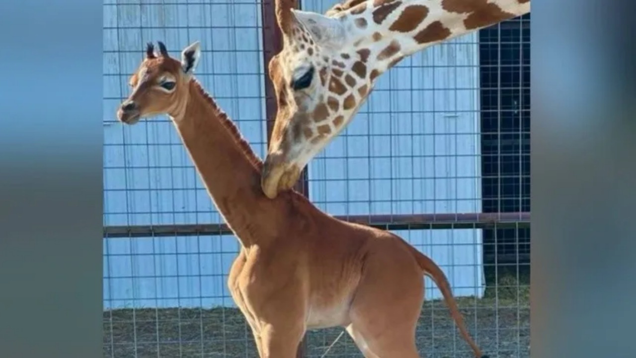 Nasce una giraffa senza macchie in uno zoo del tennessee