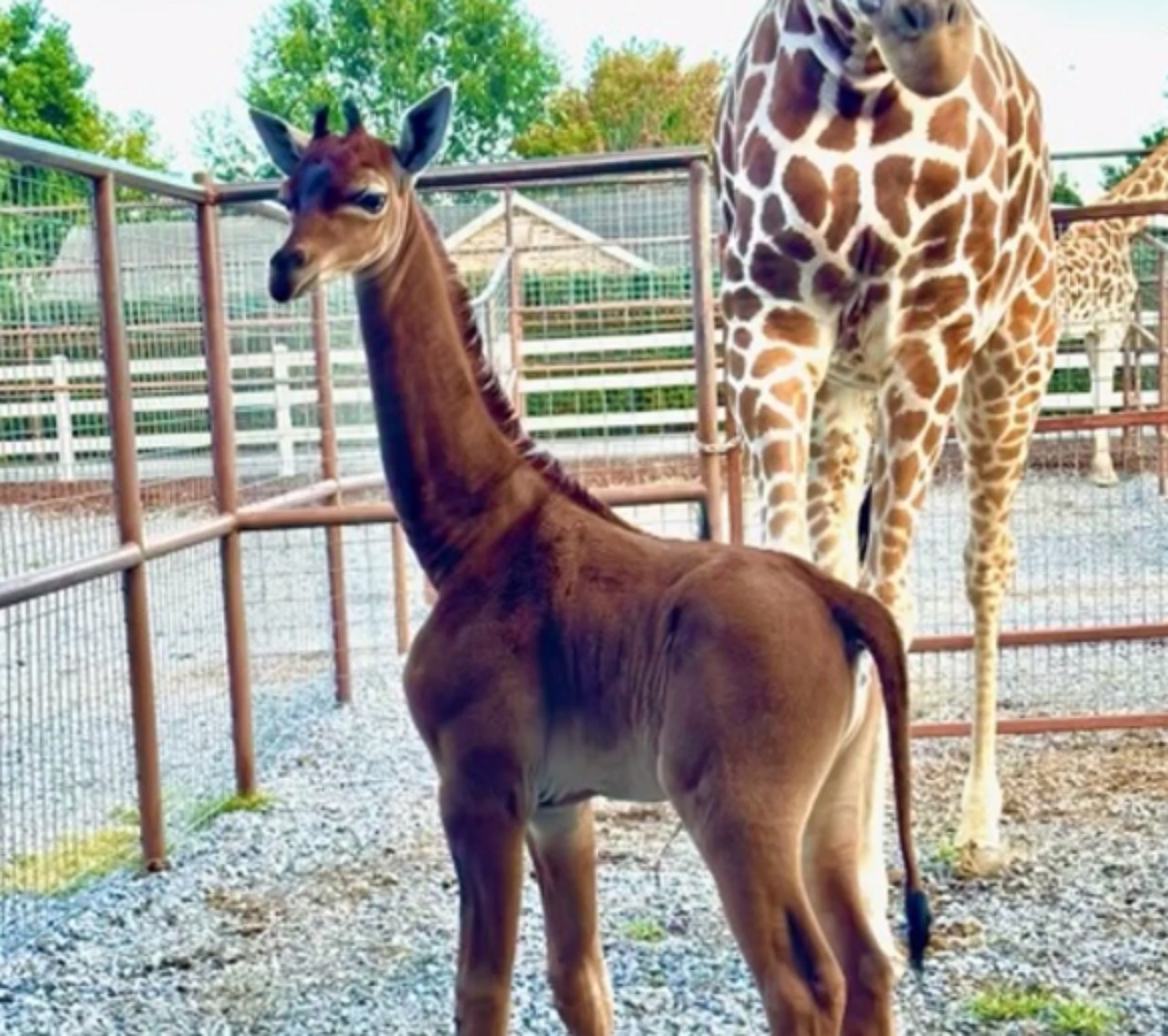 Nasce una giraffa senza macchie in uno zoo del tennessee