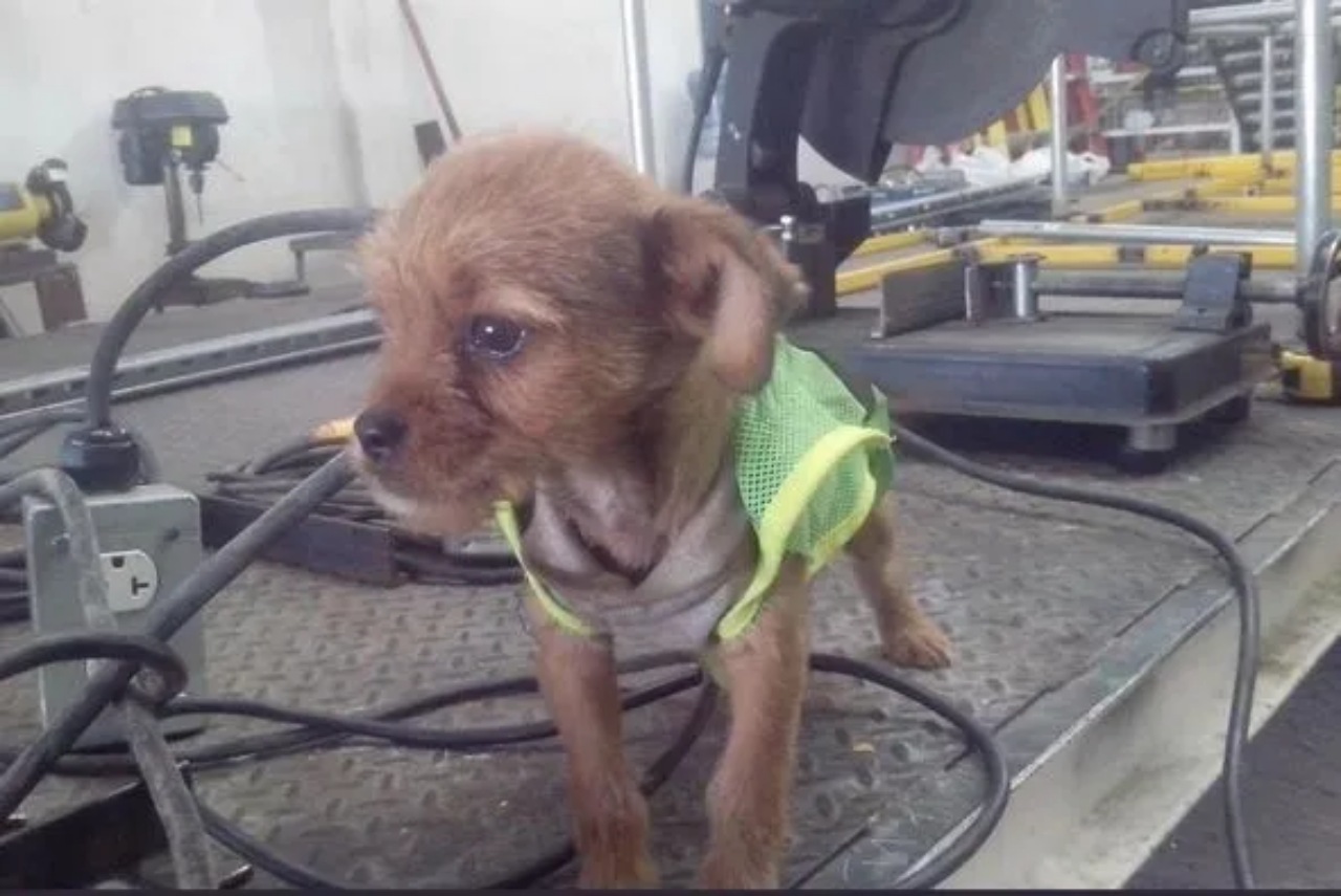 Operai salvano un cucciolo abbandonato