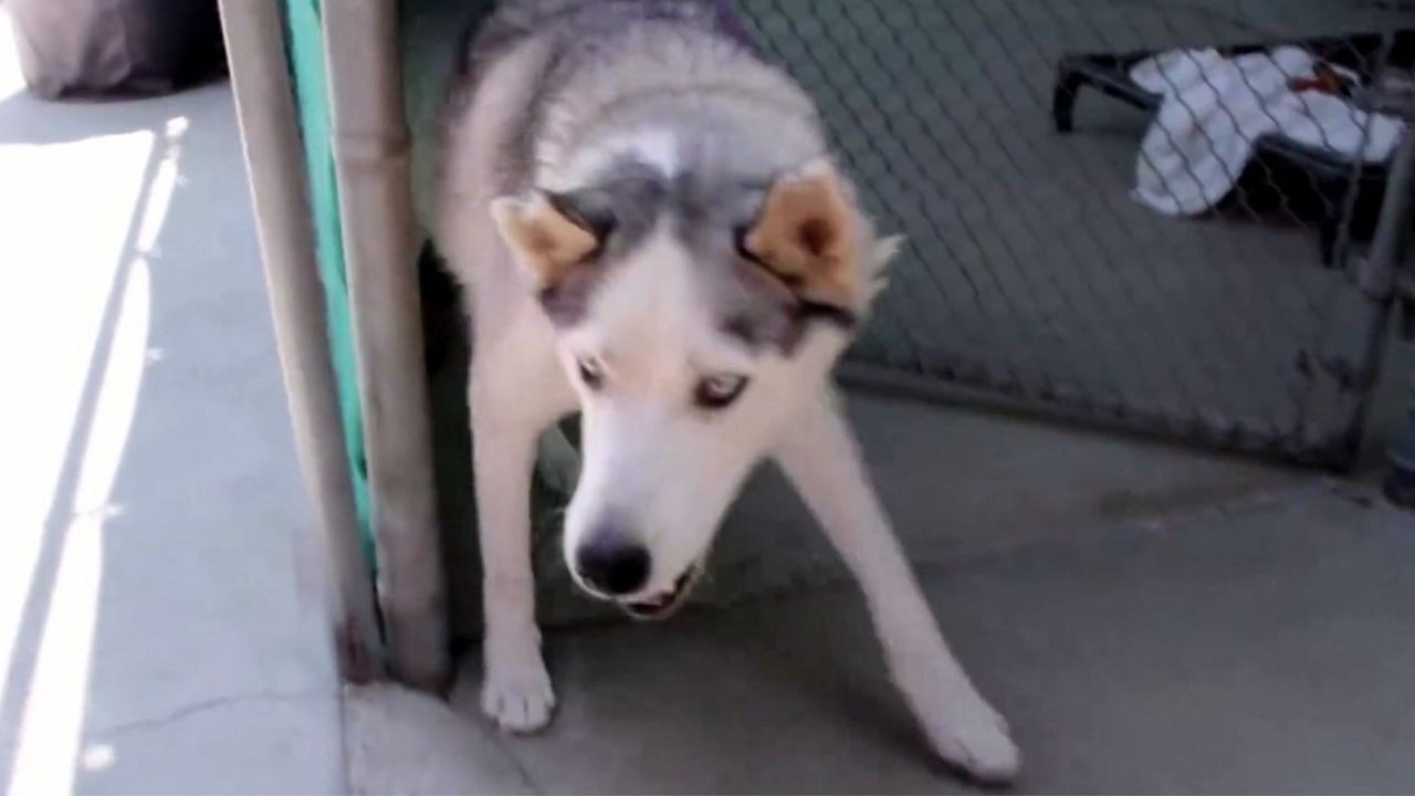 Husky salvato