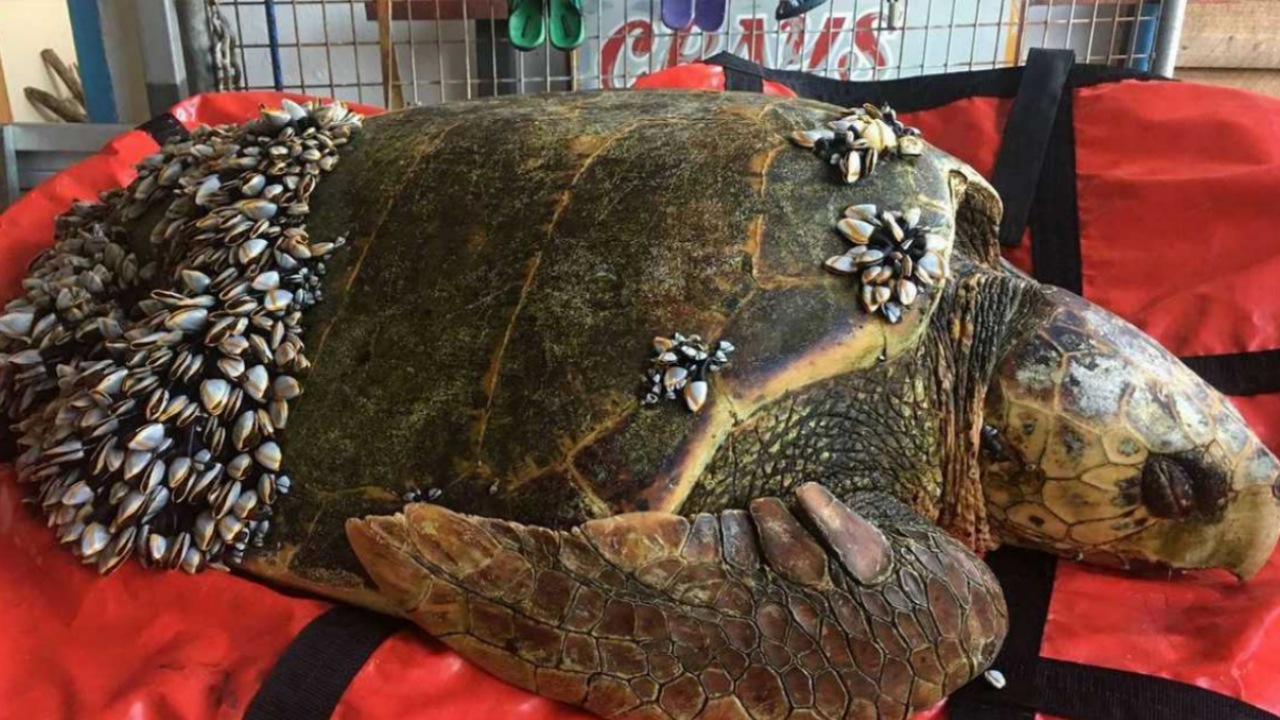 Pescatori trovano una tartaruga ricoperta da cirripedi