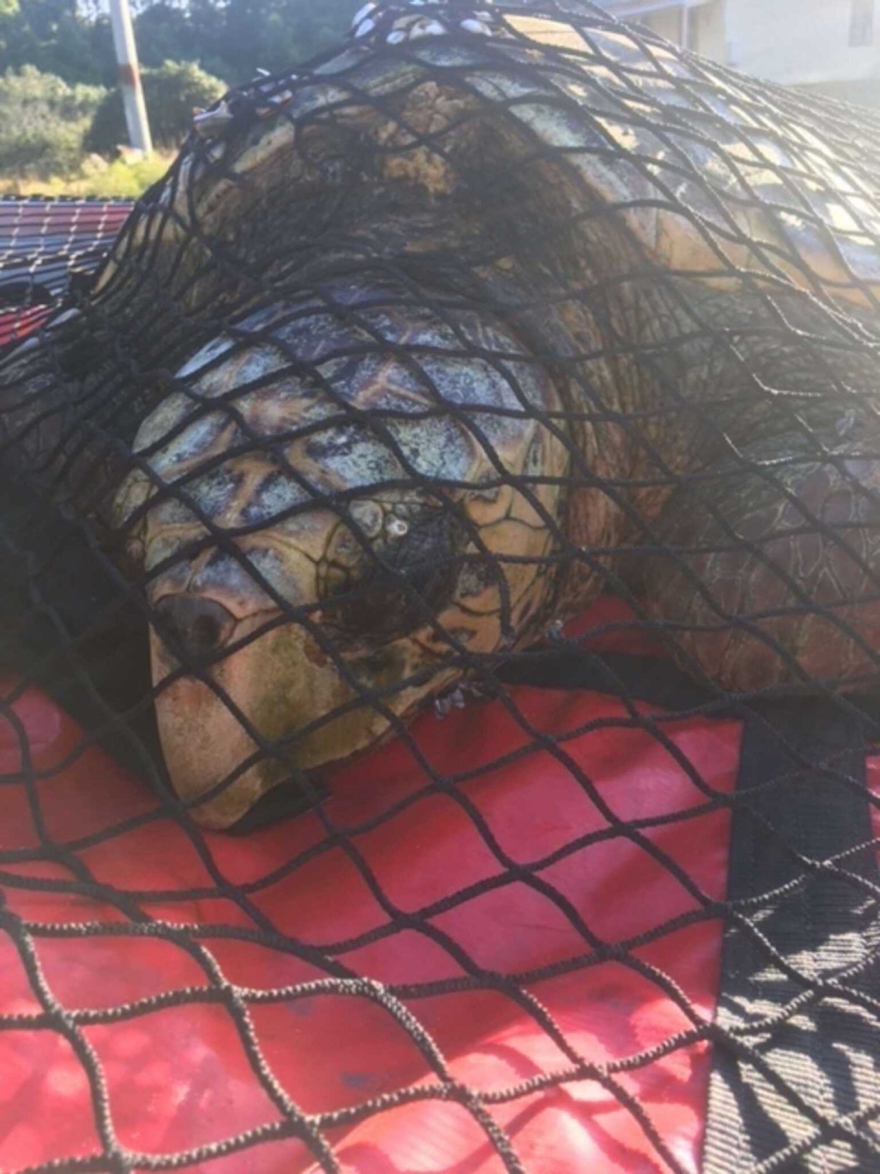 Pescatori trovano una tartaruga ricoperta da cirripedi