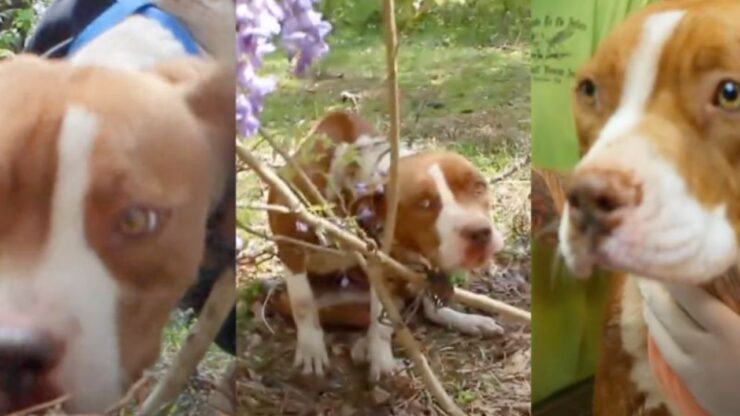 Un cane di razza Pitbull