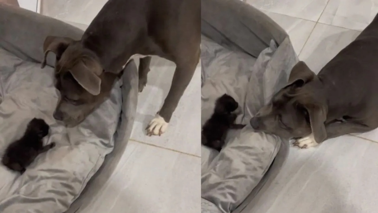 Pitbull gioisce quando sente il gattino miagolare