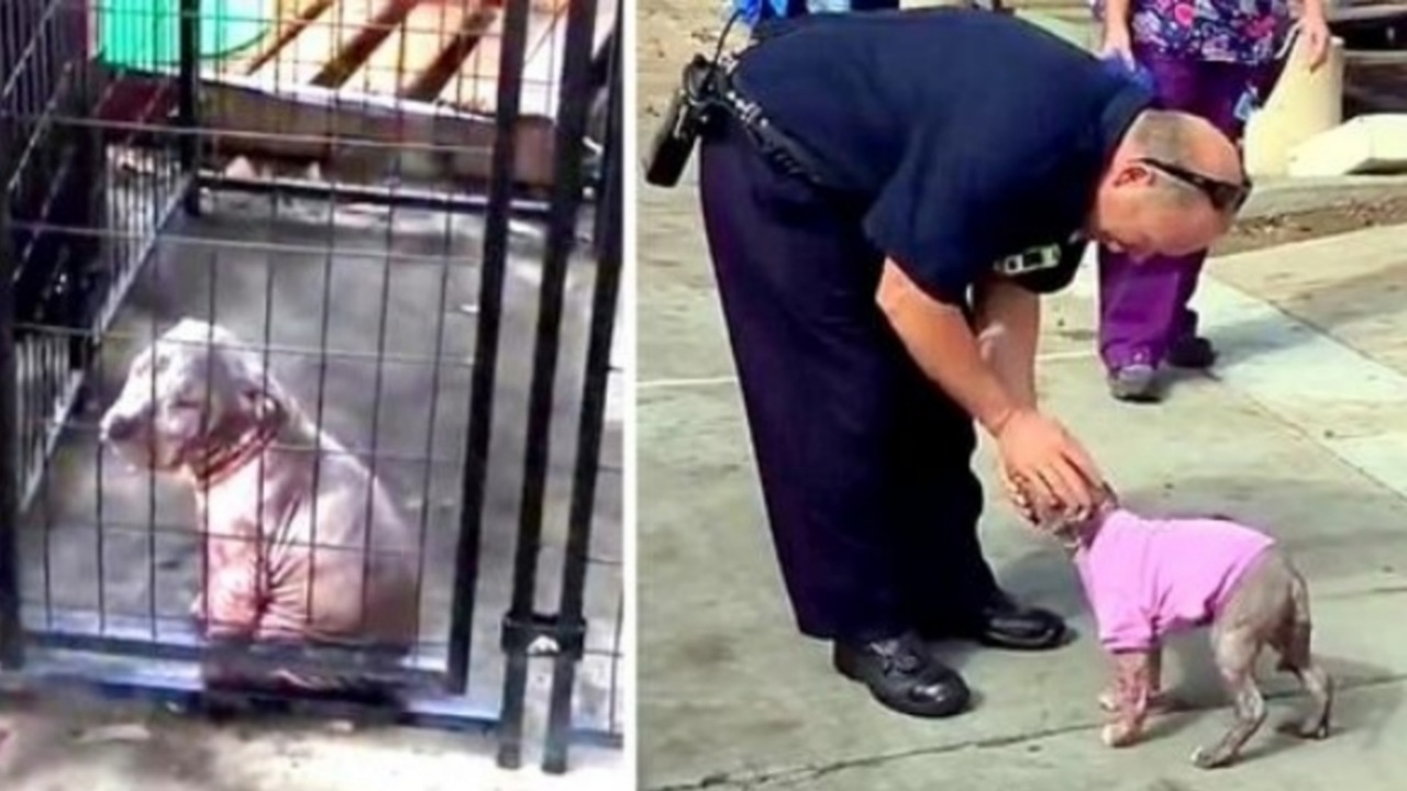 Pompiere salva un cucciolo di Pitbull di soli 3 mesi