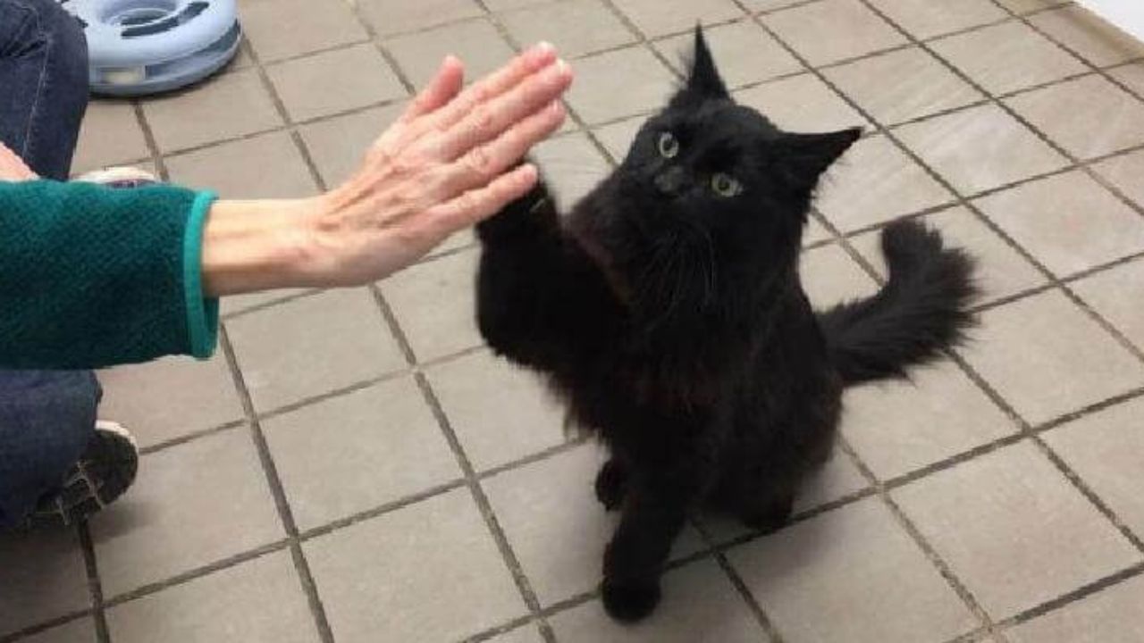 Gatto nero dà il cinque
