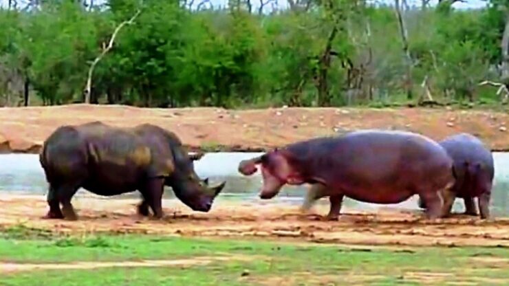 Rinoceronte attacca un ippopotamo e la madre lo difende