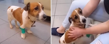 cane spaventato nuova vita