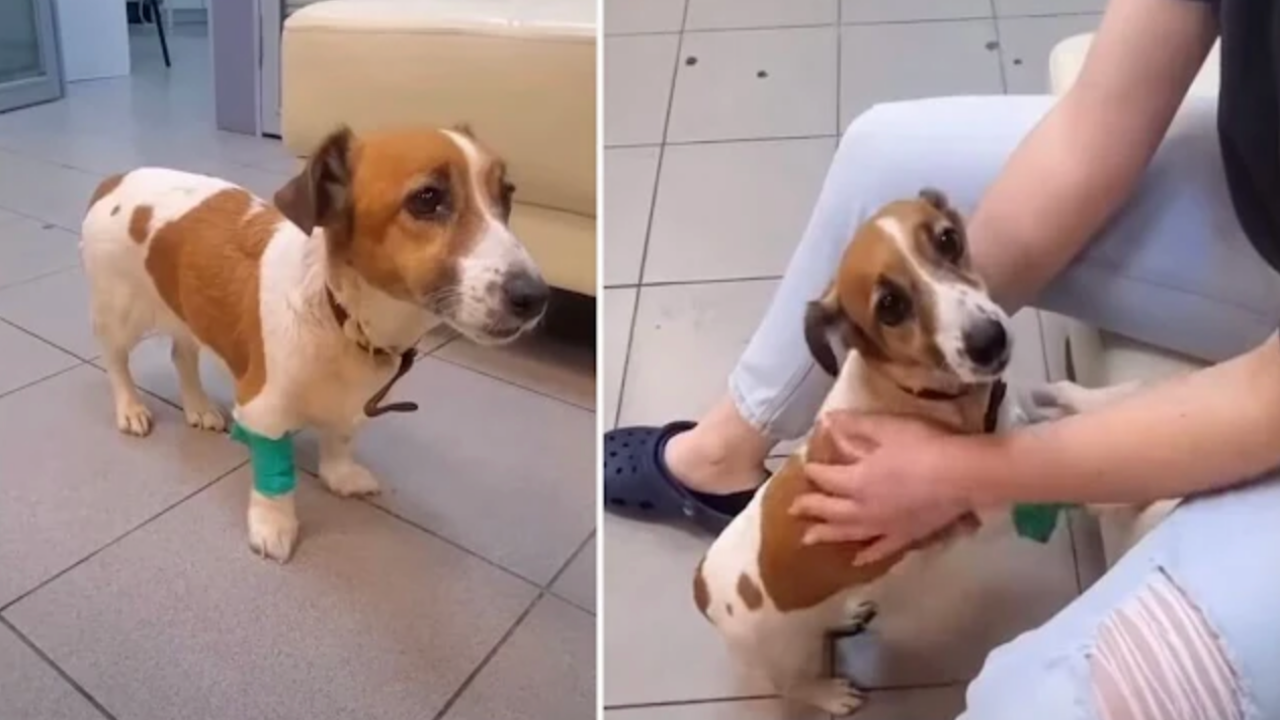 cane spaventato nuova vita