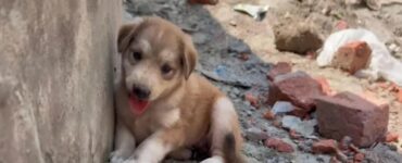 cucciolo evita rifugio