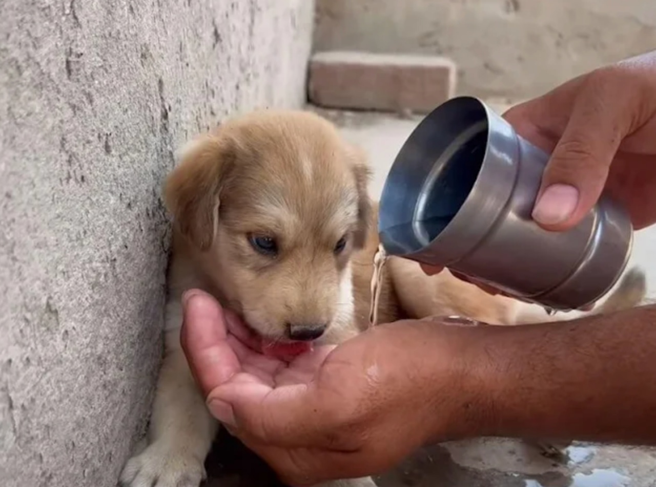 cucciolo evita acqua