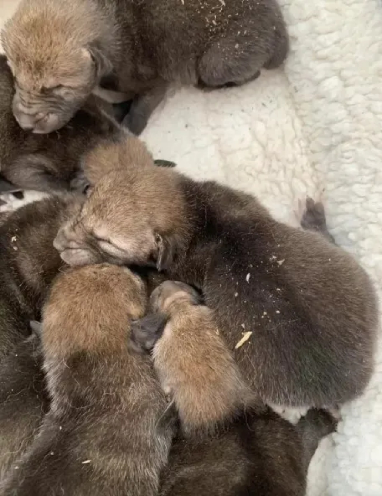 Soccorritori recuperano una cucciolata di coyote