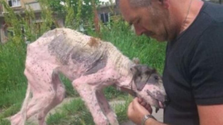 Soccorritori salvano un cane in pessime condizioni