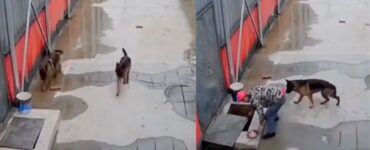 Cane cade nel tombino e viene soccorso