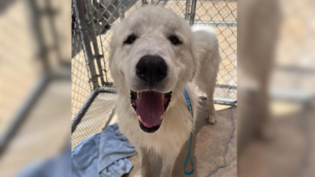 Questo cane è stato abbandonato a una recinzione 