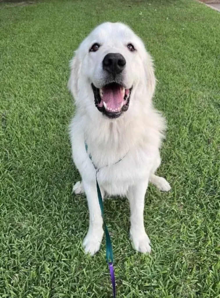 Adesso il cane è stato adottato 