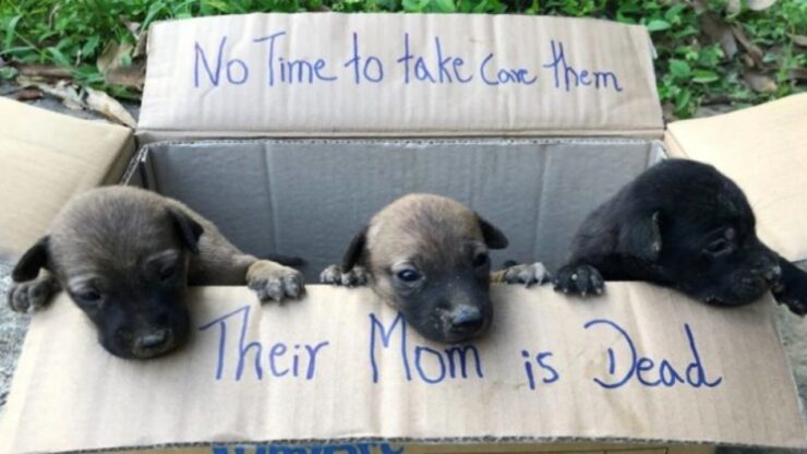 Tre cuccioli hanno perso la mamma