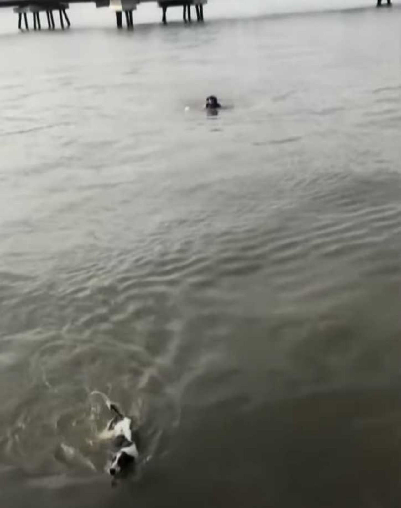 Uomo salva un cane che stava per annegare