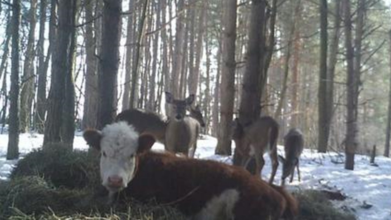 Vitello scappa dal macello e si rifugia nei boschi