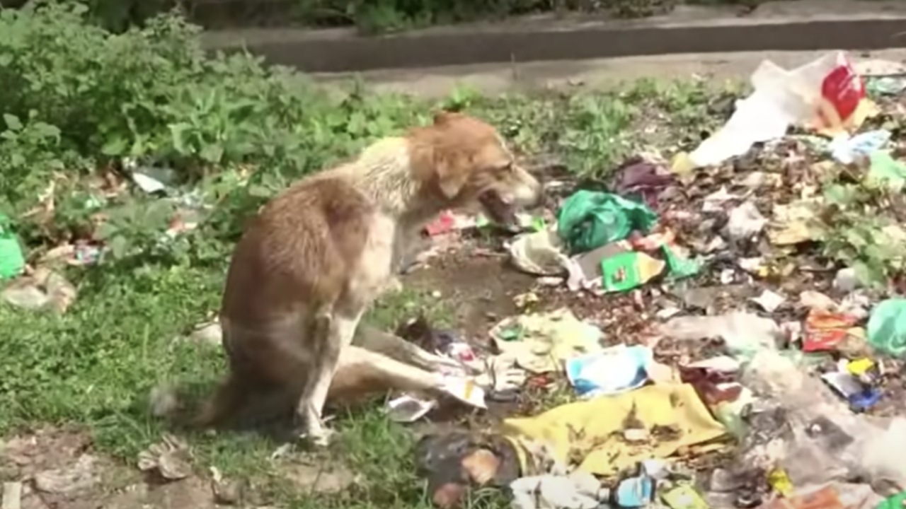 Volontari salvano un cane paralizzato che strisciava nella spazzatura