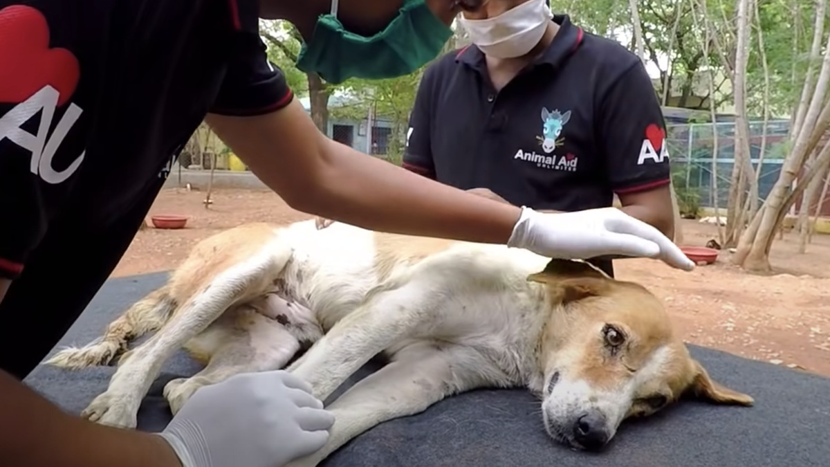 Volontari salvano un cane paralizzato che strisciava nella spazzatura