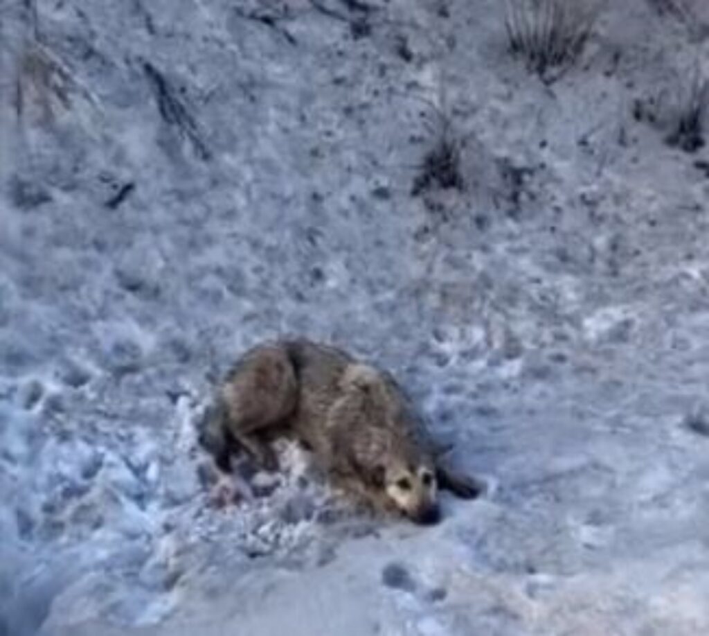 Cane yusha con zampe rotte nella neve