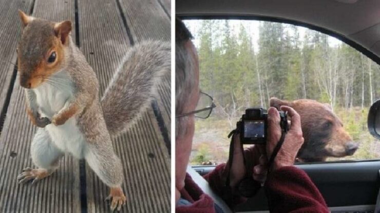 animali visitano casa