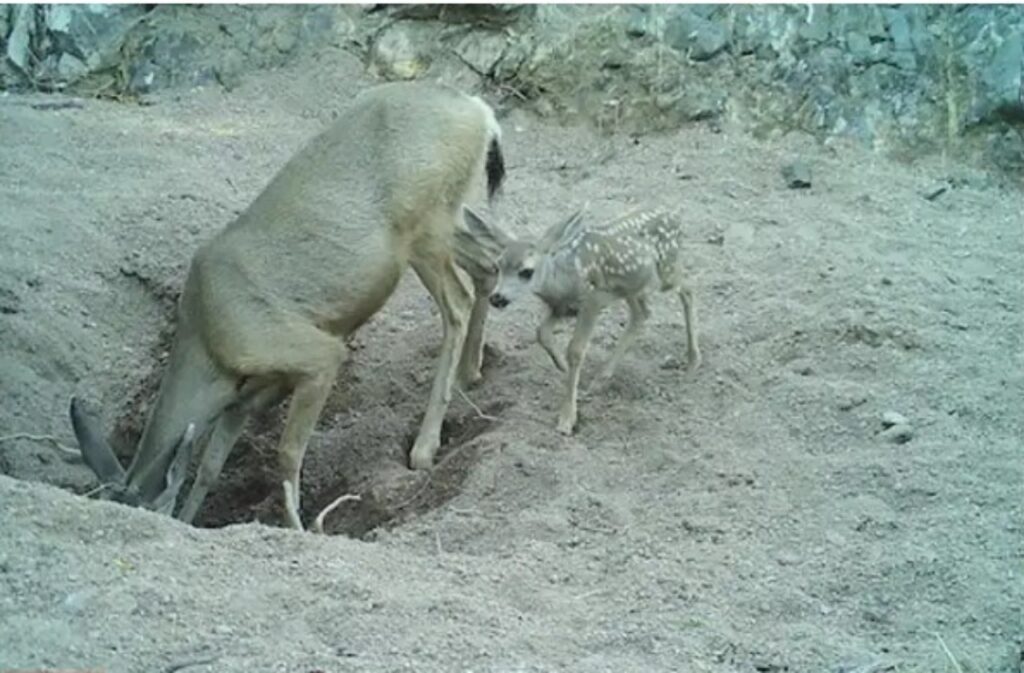 Asini scavano pozze nel deserto