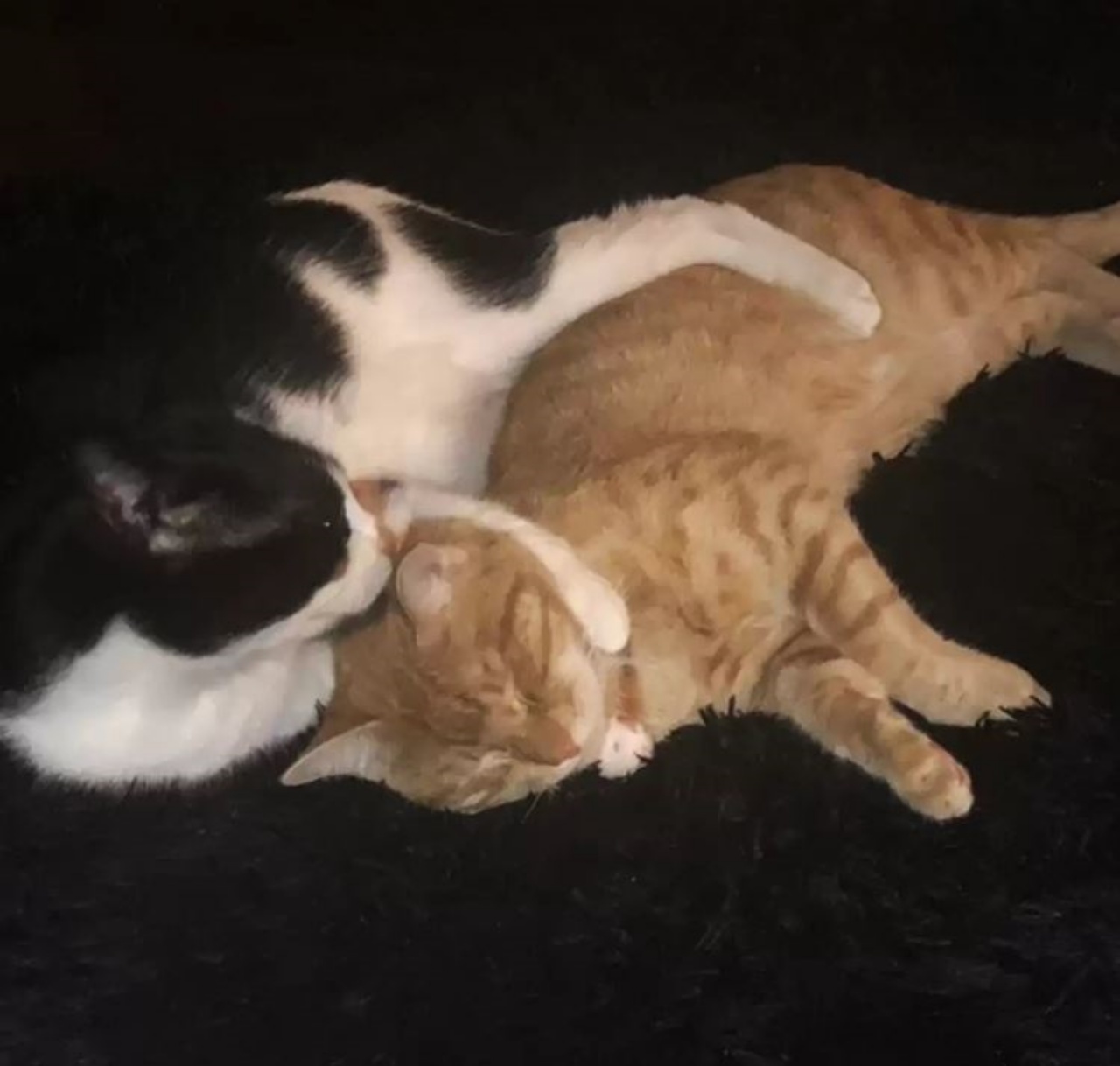 due gatti che si abbracciano