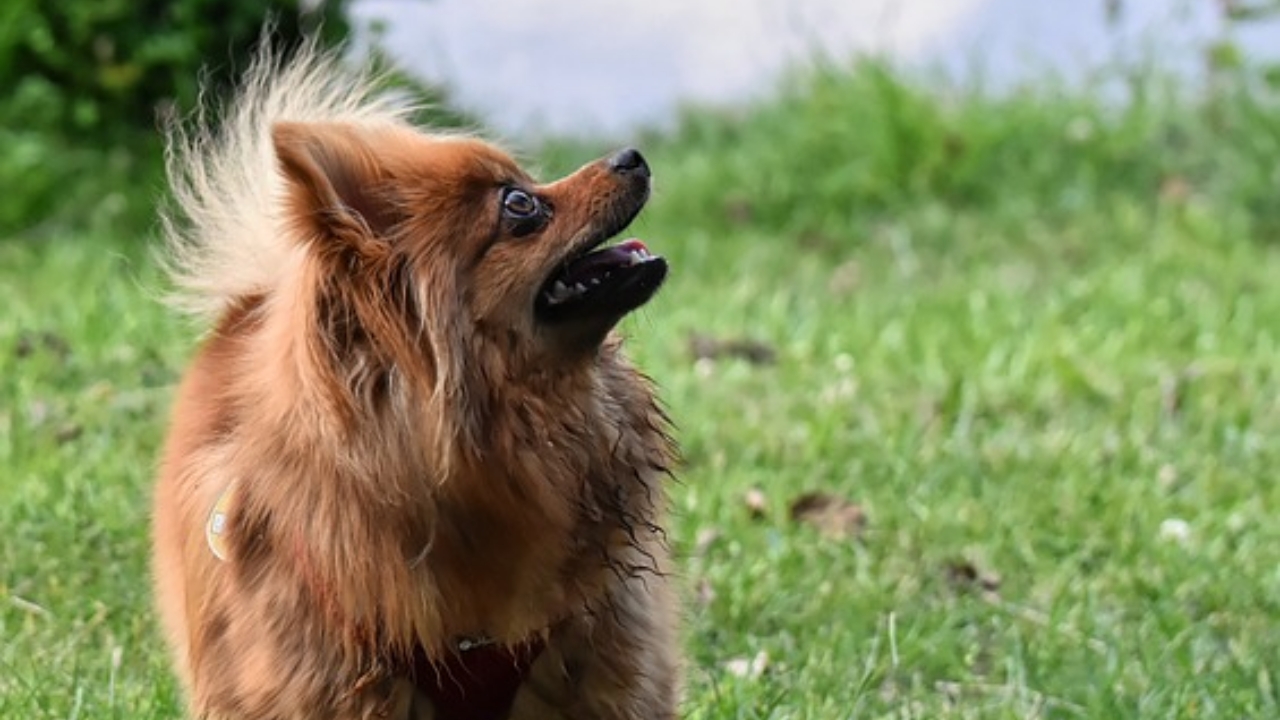 cagnolina felice