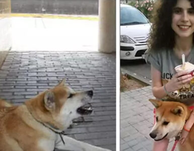 cagnolina
