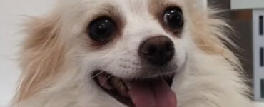 cagnolino