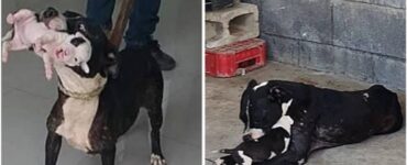 cagnolino prende piccolo