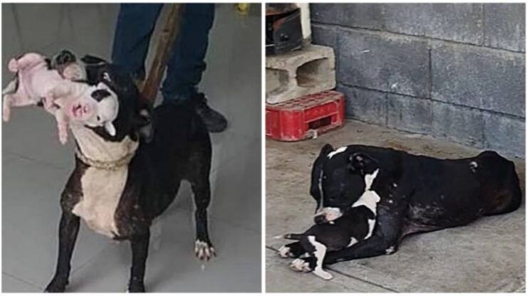 cagnolino prende piccolo