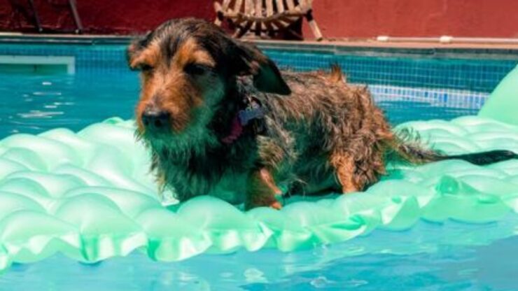 cane sul materassino