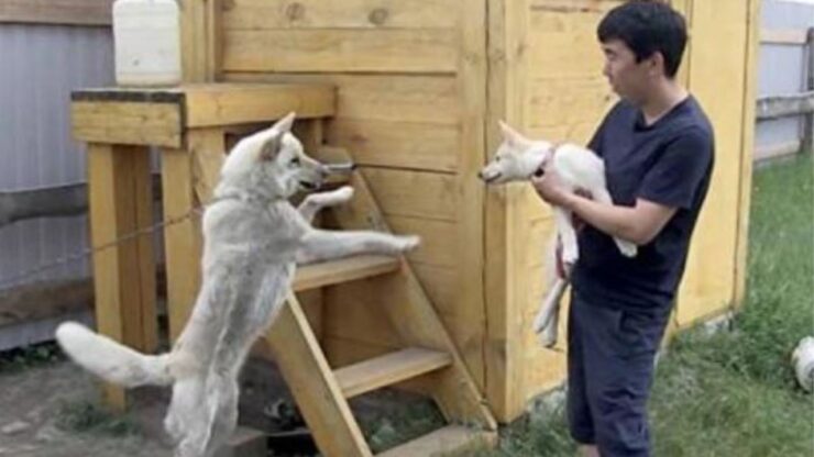 un cane che incontra il suo clone