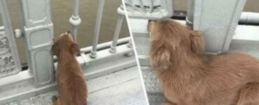 cane triste