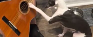 un cane suona la chitarra