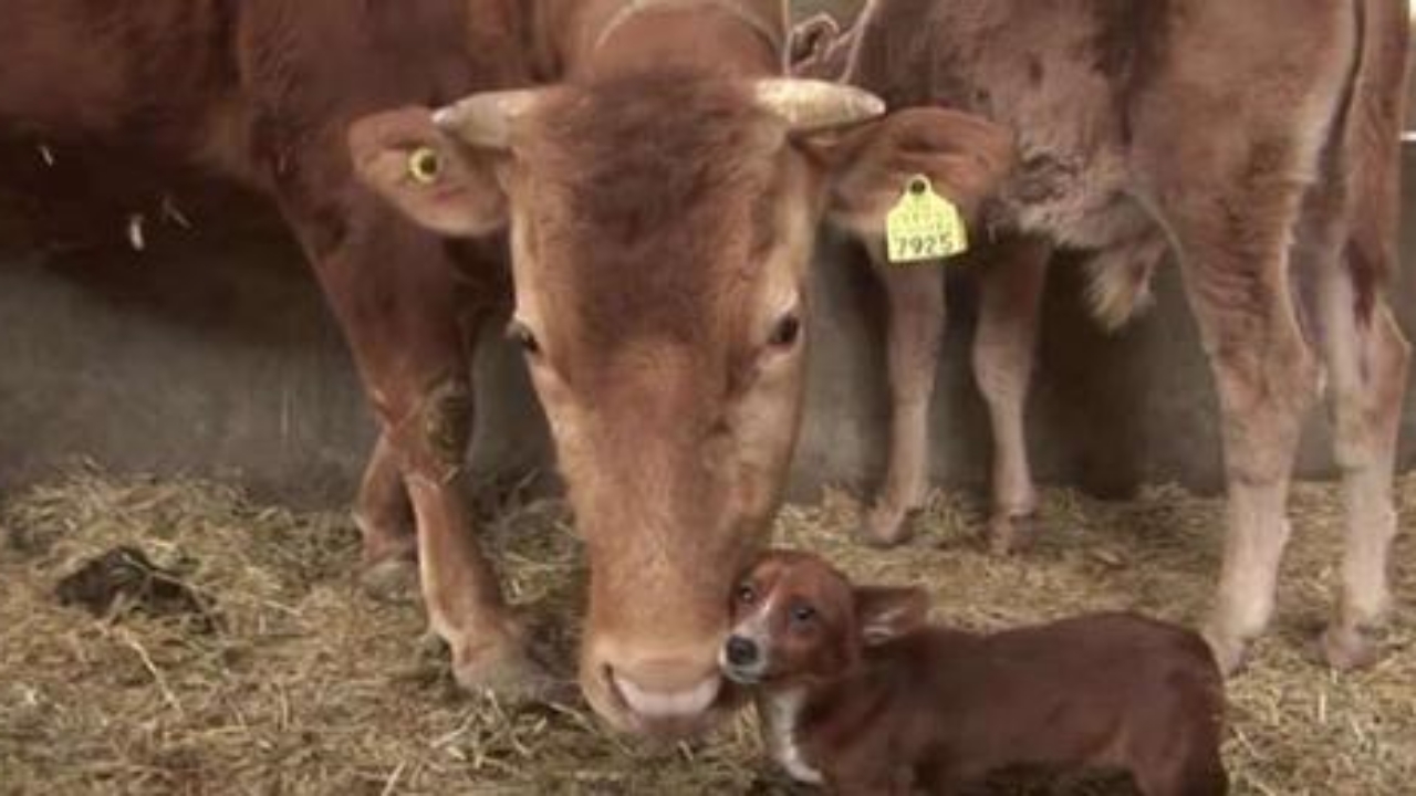 cane e mucca in posa