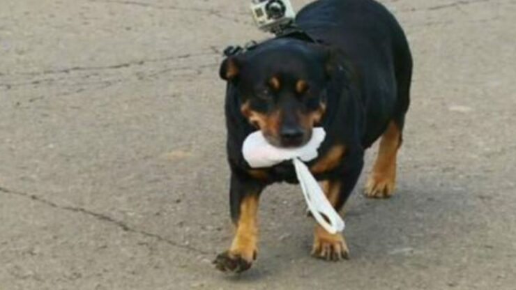 una cagnolina di nome Laila