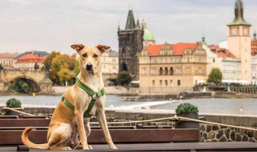 Due viaggiatrici salvano un cane in India