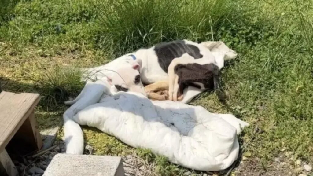 cane abbandonato e legato