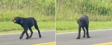 cane abbandonato strada