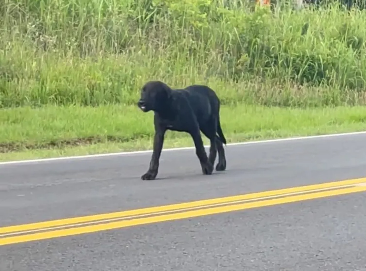 cane abbandonato solo