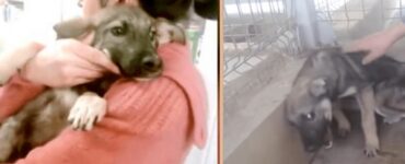 cane abusato amore