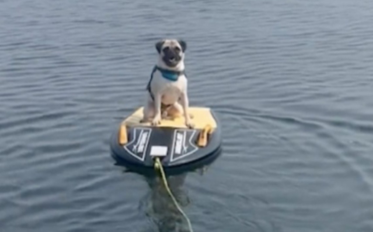 cane adora solo