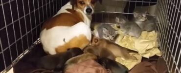 cane adotta tre gattini abbandonati