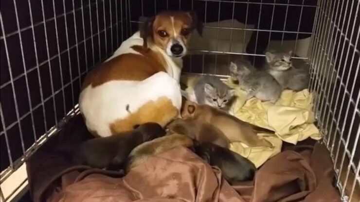 cane adotta tre gattini abbandonati